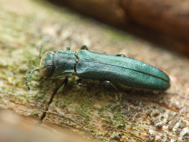 Agrilus angustulus angustulus (Illiger, 1803)
